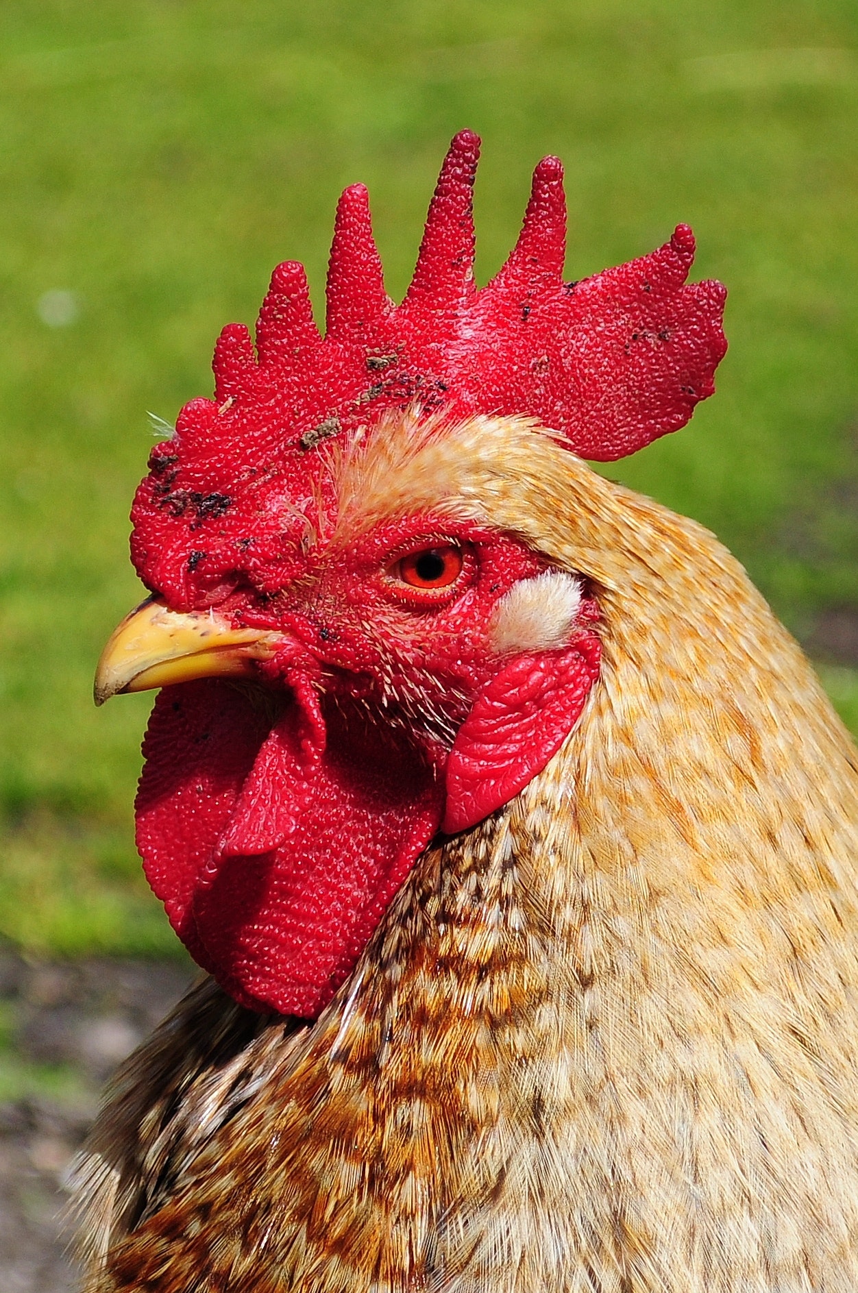 animal-chicken-cock-4196.jpg